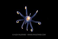 Anemone Larva, Indonesia