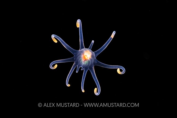 Anemone Larva, Indonesia