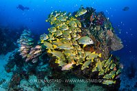 Sweetlips School, Indonesia