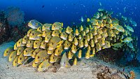 Sweetlips School, Indonesia
