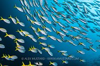 Schooling Fusiliers, Indonesia