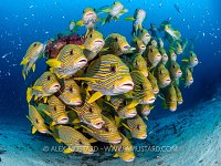Sweetlips School, Indonesia