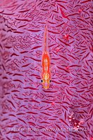 Goby On Soft Coral, Egypt