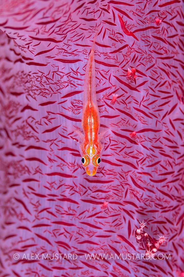 Goby On Soft Coral, Egypt
