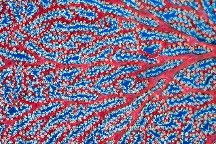 Sea Fan Polyps, Egypt