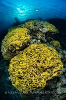 Cabbage Corals, Egypt