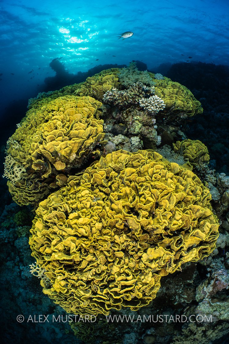 Cabbage Corals, Egypt