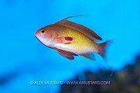Male Anthias, Egypt