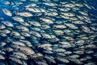 Bohar Snapper School, Egypt
