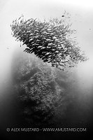 Bohar Snappers Spawning Aggregation, Egypt