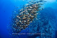 Bohar Snapper School, Egypt
