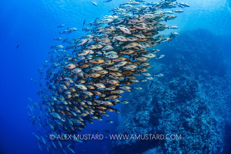 Bohar Snapper School, Egypt