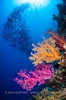 Snappers Over Soft Corals, Egypt