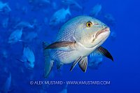 Bohar Snapper School, Egypt