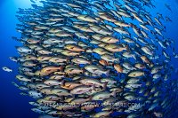 Bohar Snapper School, Egypt