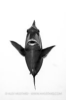 Unicornfish Portrait, Egypt