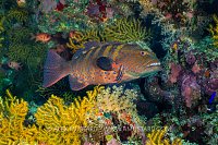 Roving Grouper Being Cleaned, Egypt