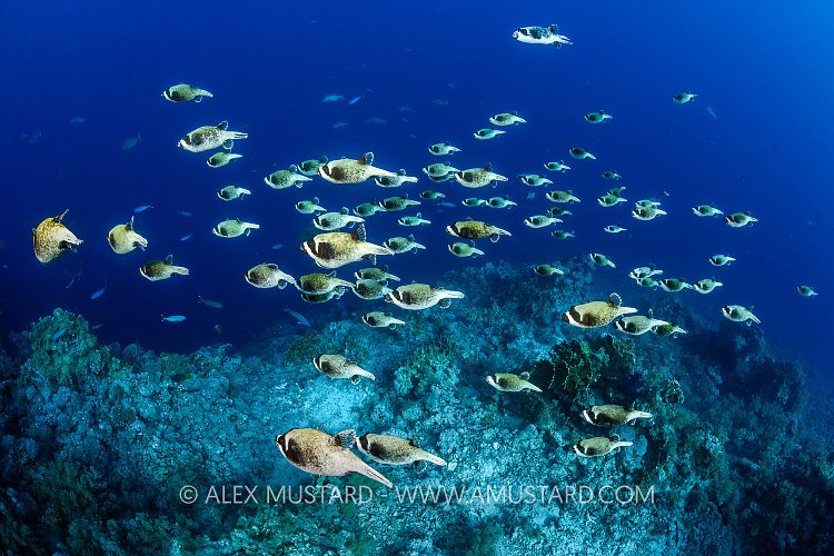 Masked Pufferfish School, Egypt