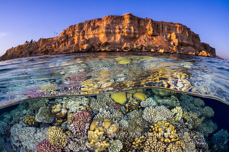 Coral Reef With Desert Cliffs, Egypt