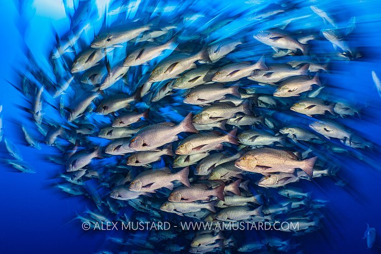 Snapper Swirl, Egypt