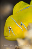 Lemon Goby, Egypt