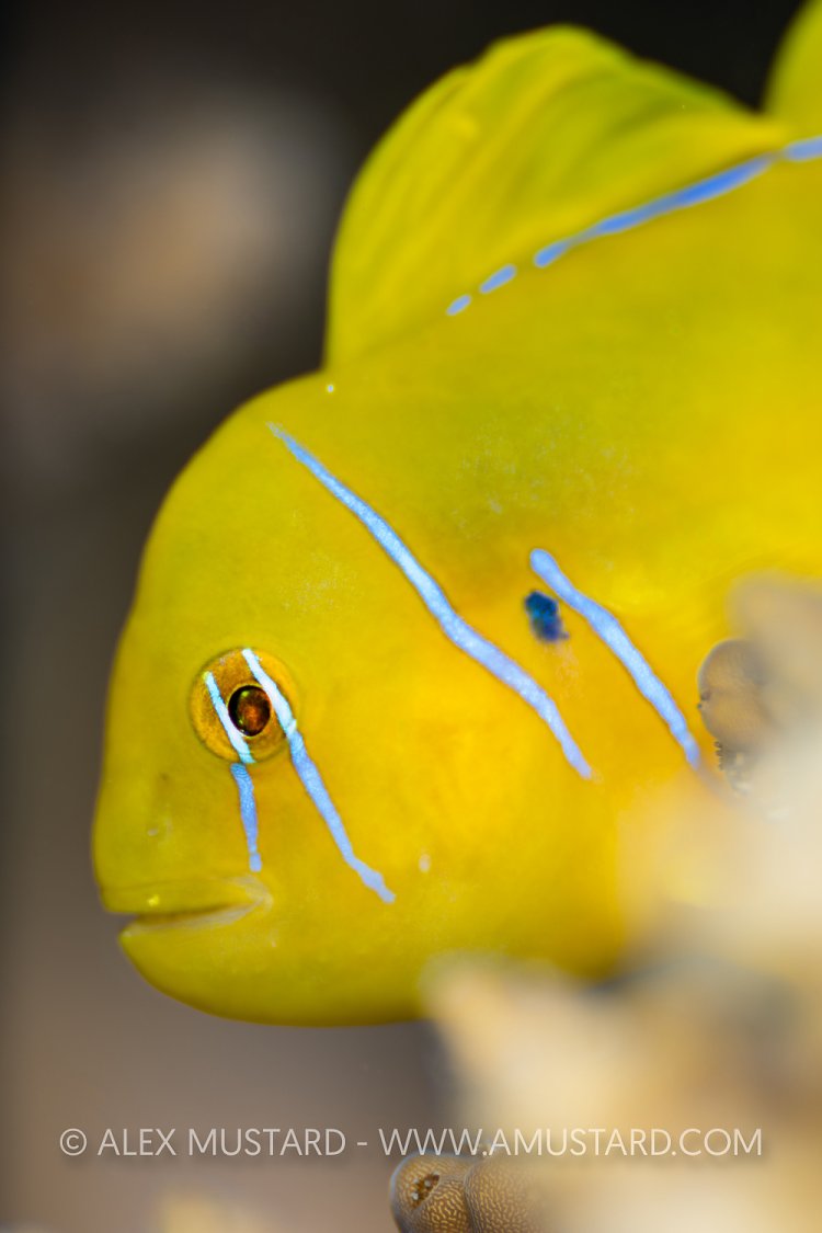 Lemon Goby, Egypt