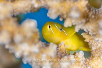 Lemon Goby, Egypt