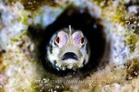 Unicorn Goby, Egypt