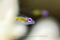 Pink Eye Goby, Egypt