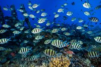 Scissortail Sergeant Majors, Egypt
