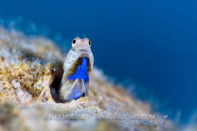 Blue Belly Display, Egypt