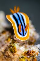Pyjama Nudi, Egypt