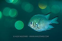 Damselfish At Dusk, Egypt