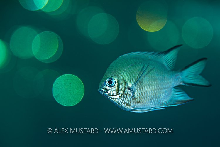 Damselfish At Dusk, Egypt