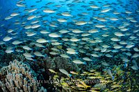 Parrotfish Over Reef, Egypt