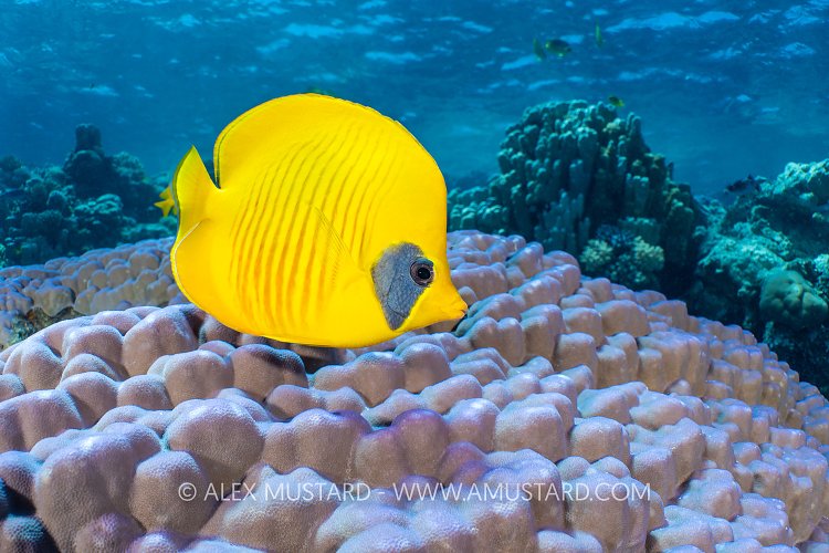 Masked Butterflyfish, Egypt