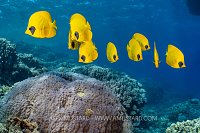 Masked Butterflyfish Group, Egypt