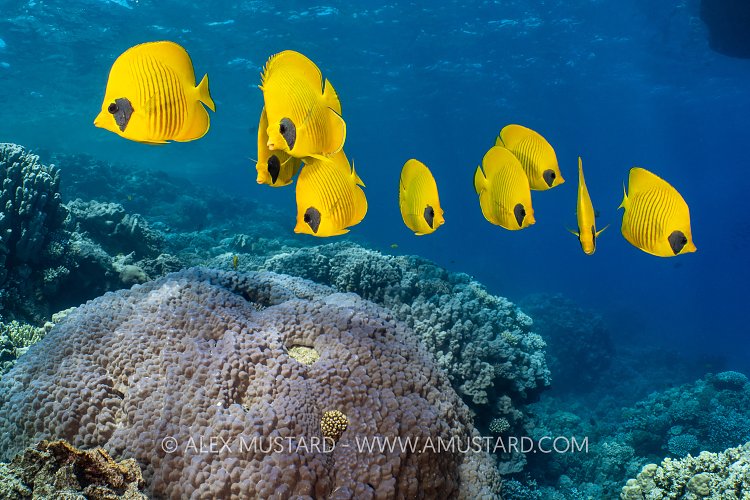 Masked Butterflyfish Group, Egypt