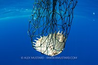 Ghost Fishing Kills Turtle, Sri Lanka