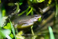 Female Newt In Pond, UK