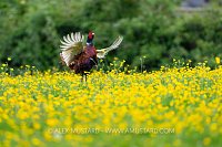 Pheasant Displaying, UK