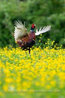 Pheasant Displaying, UK