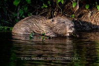 Beaver Feeding In River, UK