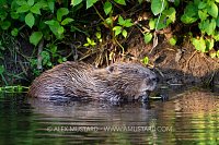 Beaver Feeding In River, UK