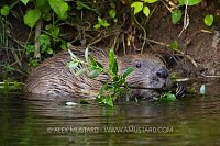 Beaver Feeding In River, UK