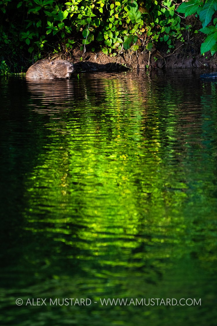 Beaver Feeding In River, UK