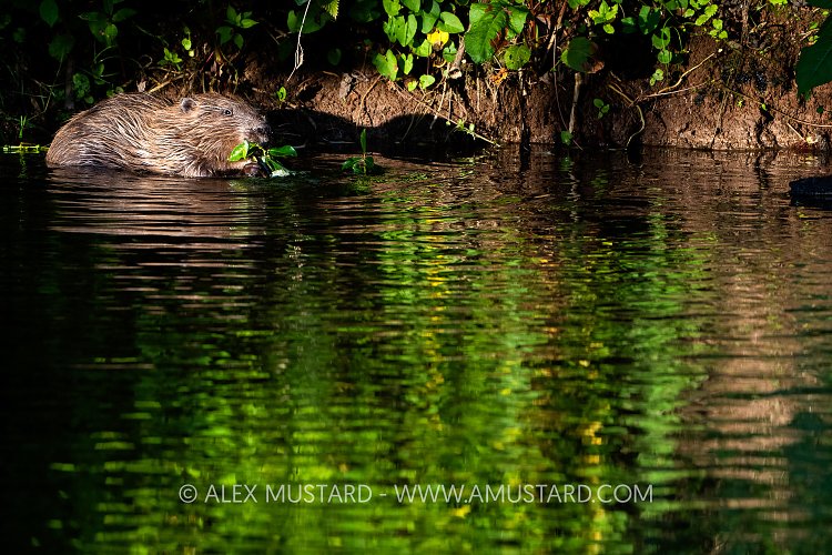 Beaver Feeding In River, UK
