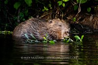 Beaver Feeding In River, UK