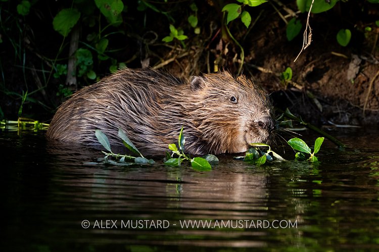 Beaver Feeding In River, UK