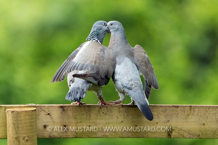 Wood Pigeon Feeding Baby, UK